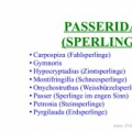 Passeridae (Sperlinge)